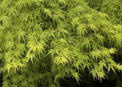 Acer Palmatum dissectum Seiryu / Zöld szeldelt levelű Japán juhar